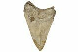 Serrated, Colorful, Fossil Megalodon Tooth - Georgia #338776-1